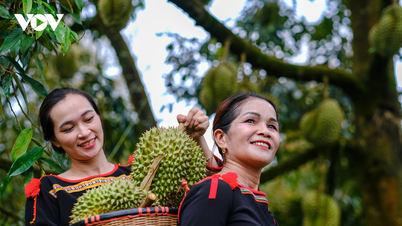 Rộn ràng ngày mùa ở thủ phủ sầu riêng Đắk Lắk